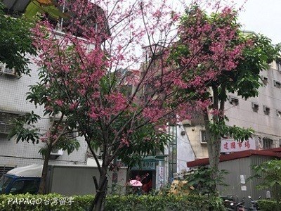 2017_0315_yīng huā