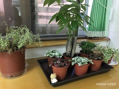 2017_0511_penzai