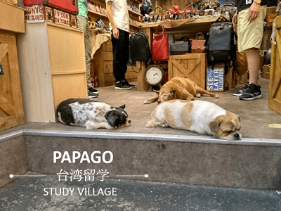 看板犬 1