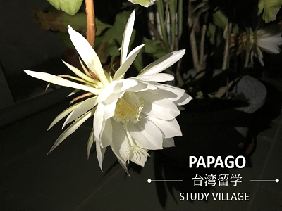 ゲッカビジン 1